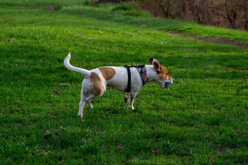 Dog Jack Russell Terrier breed in a field on green grass