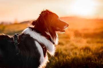 Australian shepherd