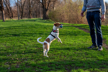 Dog Jack Russell Terrier breed in a field on green grass