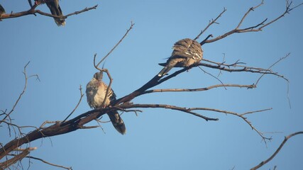low angle clip of a flock of crested pigeon perched in a tree at tamworth in nsw, australia