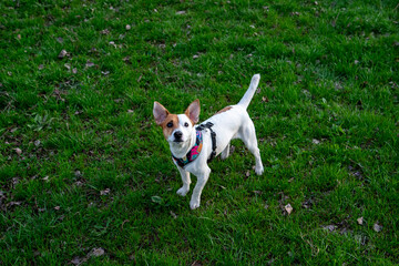 Dog Jack Russell Terrier breed in a field on green grass