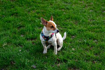 Dog Jack Russell Terrier breed in a field on green grass