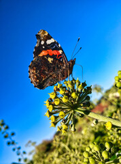 butterfly on a flower