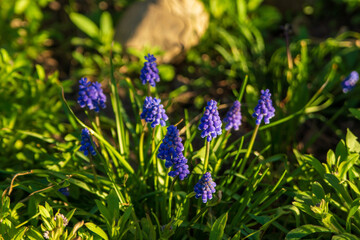 Beautiful clusters of purple spring flowers