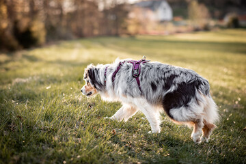 Australian shepherd