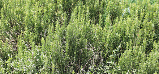 large bush of Rosemary the typical aromatic herb of the Mediterranean region