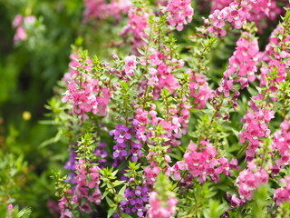 Obraz premium Forget me Not Angelonia goyazensis Benth, Digitalis solicariifolia name purple flower pink flower on blurred of nature background