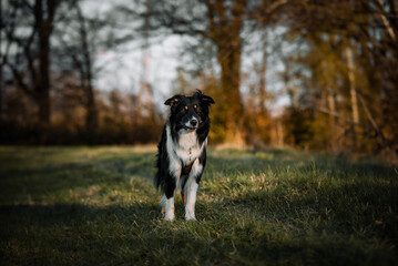Australian shepherd