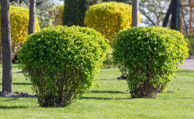 Spirea bush in spring in the park. Greenery before flowering.