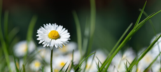 Spring summer flower background banner panorama - Close-up from green meadow with beautiful white daisy flowers  ( Bellis perennis ) in sunny day © Corri Seizinger