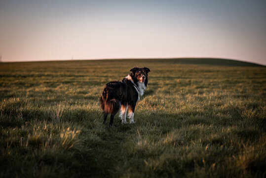 Australian shepherd