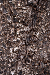 Burnt bark of the tree