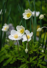 White delicate anemone flower in the spring garden	