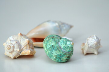 multiple seashells over a bright table