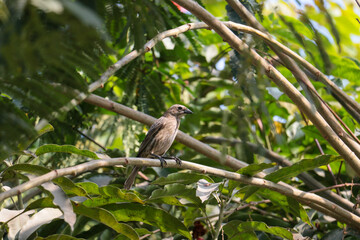 Bird with sparked brown plumage, it is on a branch of a tree.