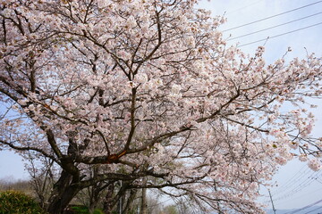 Pink Sakura flower, cherry blossoms with blurred background in Nara prefecture, Japan - 日本 奈良 桜の花