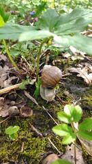 snail, nature, flora, forest, beetle