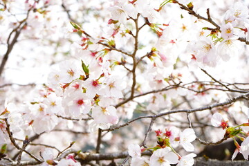Pink Sakura flower, cherry blossoms with blurred background in Nara prefecture, Japan - 日本 奈良 桜の花
