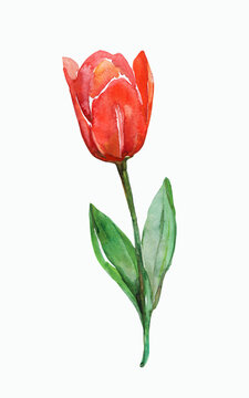 Tulip Pattern. Image on a white and colored background.