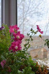 Pink petunia flowers in potted garden on the balcony in autumn
