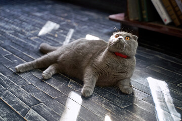 Scottish Fold domestic cat at home. Grey pet lying on the floor.