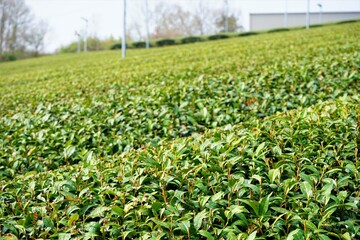 Green Tea leaf at Fields in Japan - 茶畑 茶葉 日本