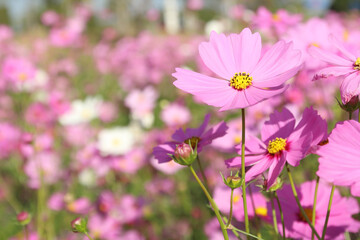 Colorful cosmos flowers is blooming in the field.