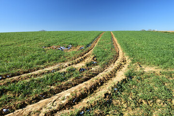 Champ de blé en hiver. Passages de roues de tracteurs occasionnant la formation de ravines et...