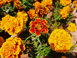 orange and flowers