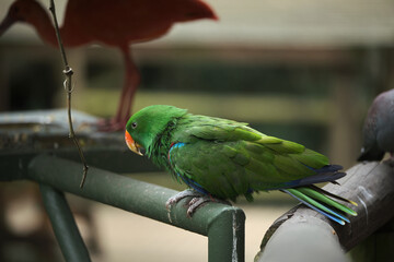 Bright tropical birds of Eden posing for the camera