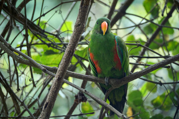 Bright tropical birds of Eden posing for the camera