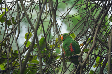 Bright tropical birds of Eden posing for the camera