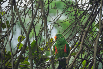 Bright tropical birds of Eden posing for the camera