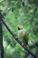 Bright tropical birds of Eden posing for the camera