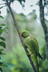 Bright tropical birds of Eden posing for the camera