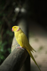 Bright tropical birds of Eden posing for the camera
