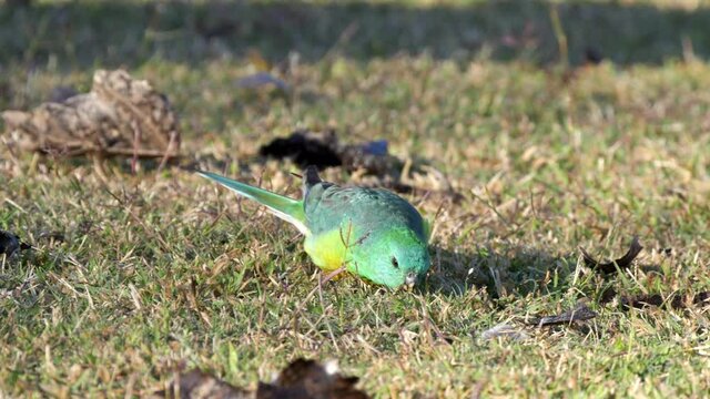 close view of a red-rumped parrot feeding on the ground at tamworth in nsw, australia
