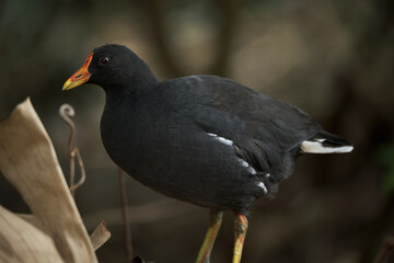Bright tropical birds of Eden posing for the camera