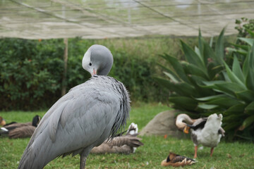 Bright tropical birds of Eden posing for the camera