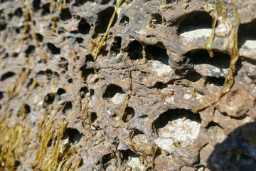 Closeup shot of beach rock and seaweed in Newport in Oregon