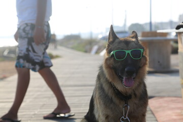 Some dog look like they were mistakenly descended from the wolf. Discover this image, the species...