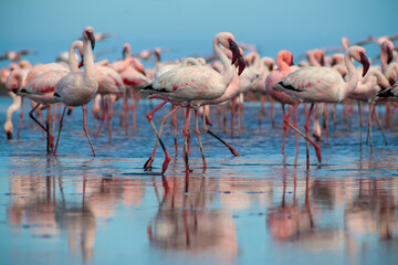 Group birds of pink african flamingos  walking around the blue lagoon on a sunny day