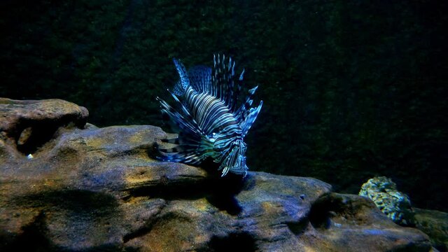 Beautiful lionfish swims in blue water, fish