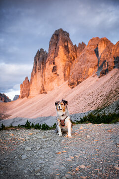 Australian shepherd