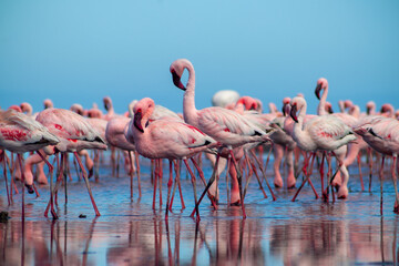 Fototapeta premium Group birds of pink african flamingos walking around the blue lagoon on a sunny day