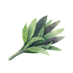 Green branch of sage spice.  Sage isolated on white background. Watercolor hand drawn illustration. - 433208409