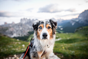 Australian shepherd
