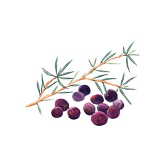 Green branch of juniper and dry berries spice.  Juniper set isolated on white background.  Watercolor hand drawn illustration. - 433208453