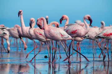 Gardinen Group birds of pink african flamingos  walking around the blue lagoon on a sunny day © Yuliia Lakeienko
