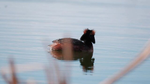 The close-up of the horned grebe or Slavonian grebe (Podiceps auritus), swim in Suomenoja bird area, Espoo, Finland.